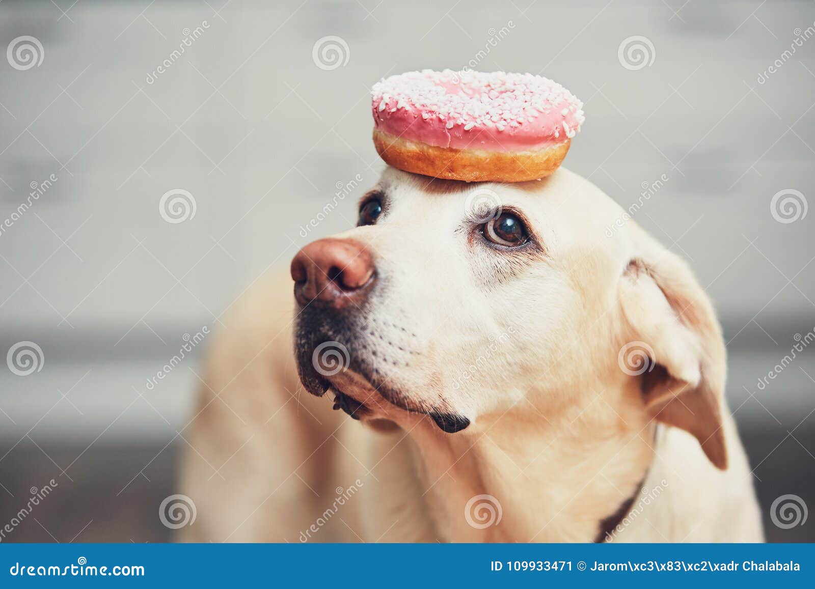 Funny dog with donut stock image. Image of kitchen, cute 109933471
