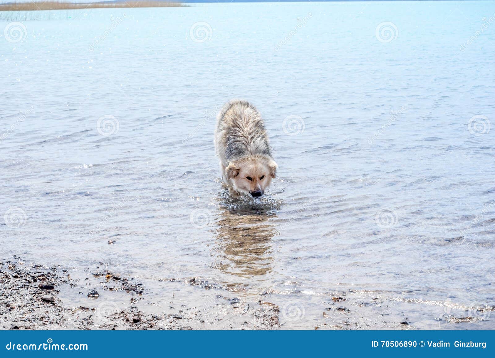 dog drank sea water