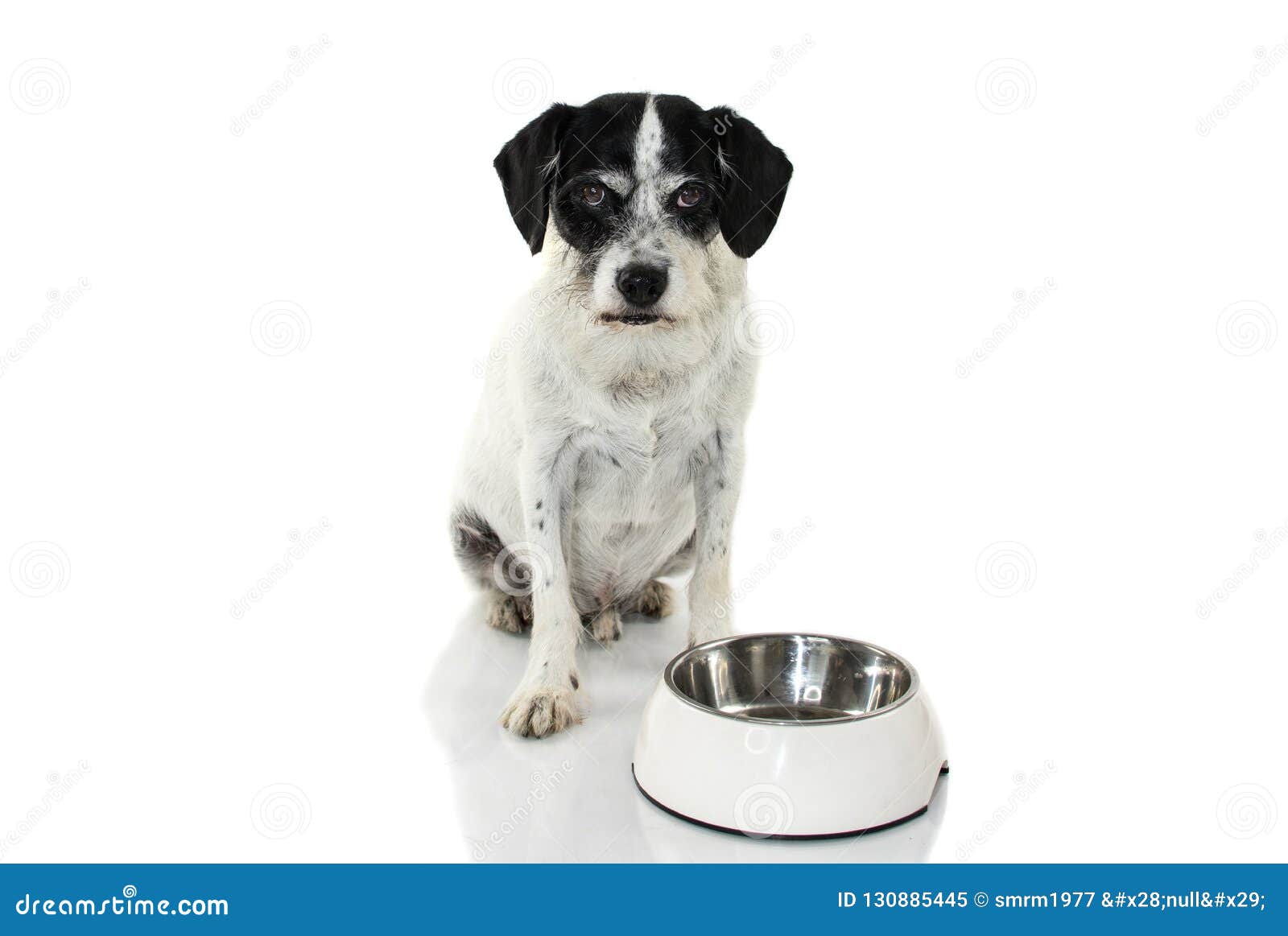 FUNNY DOG AFTER EAT FOOD WITH ANGRY EXPRESSION, ISOLATED