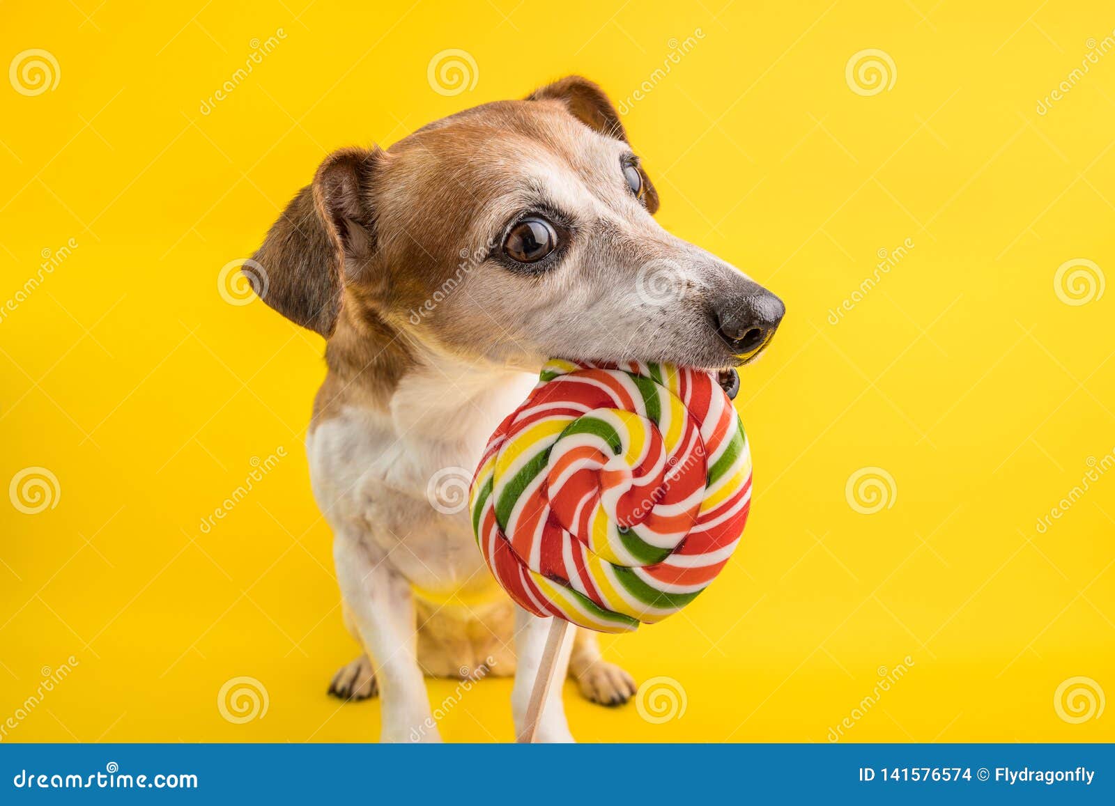 Funny Dog Eating Colorful Spiral Lollipop on Yellow Background. Stock