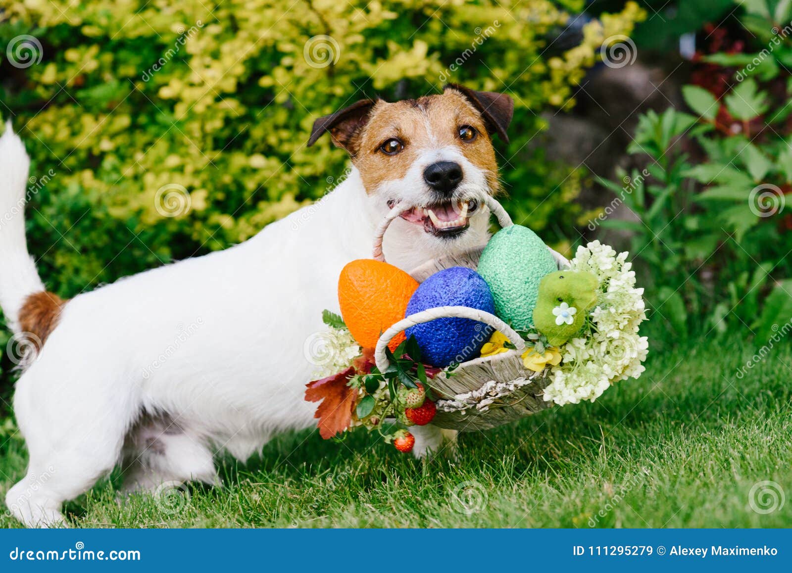 Funny Dog at Egg Hunt during Eastertide Stock Image Image of