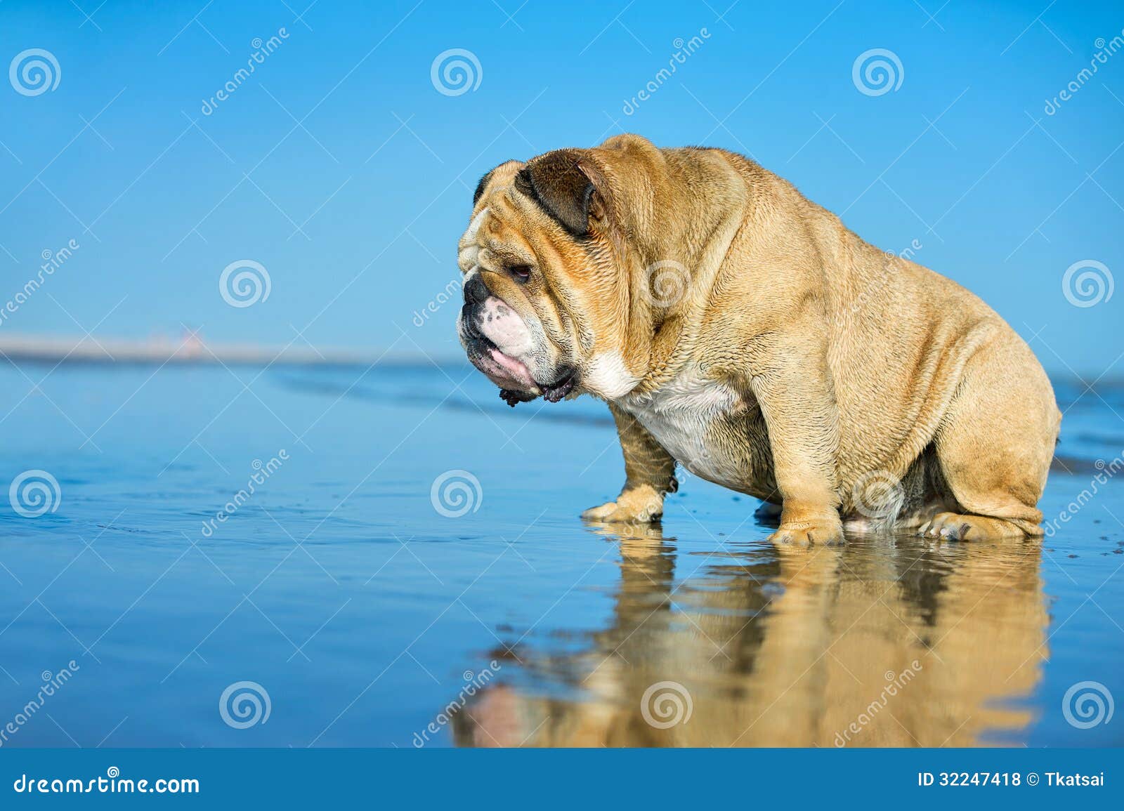 Funny Dog English Bulldog Sitting in the Water Looking on His Mi ...