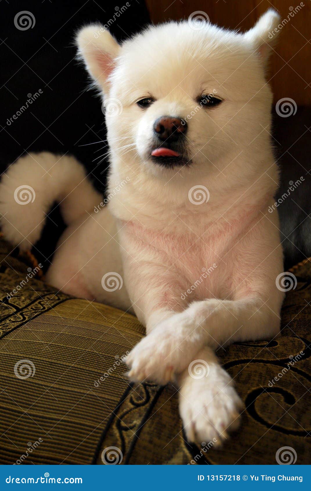 Funny Dog Face Expression Royalty Free Stock Photos 