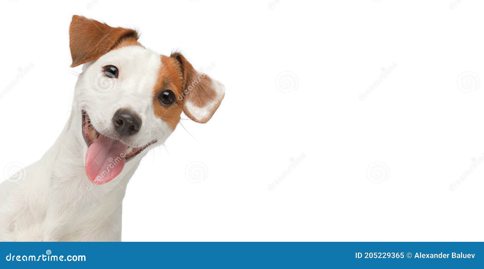 29,509 Jack Russell Funny Stock Photos - Free & Royalty-Free Stock Photos from Dreamstime 29,509 Jack Russell Funny Stock Photos - Free & Royalty-Free Stock Photos from Dreamstime