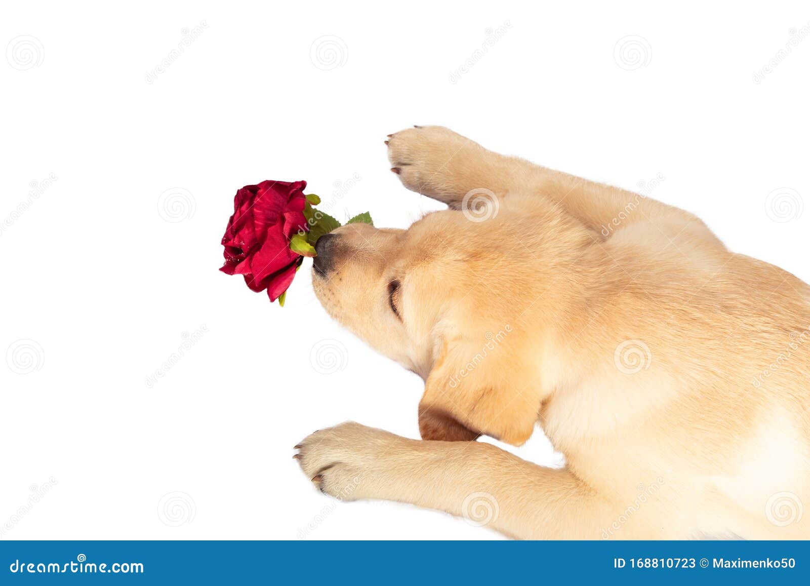 Funny Dog with Flower in Its Paws. Labrador Puppy Isolated on White ...