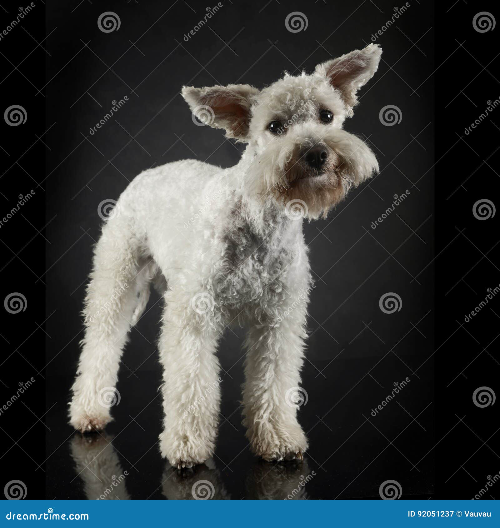 Funny Dog with Flying Ears Portrait in Dark Photo Studio Stock Image Image of concepts, legth