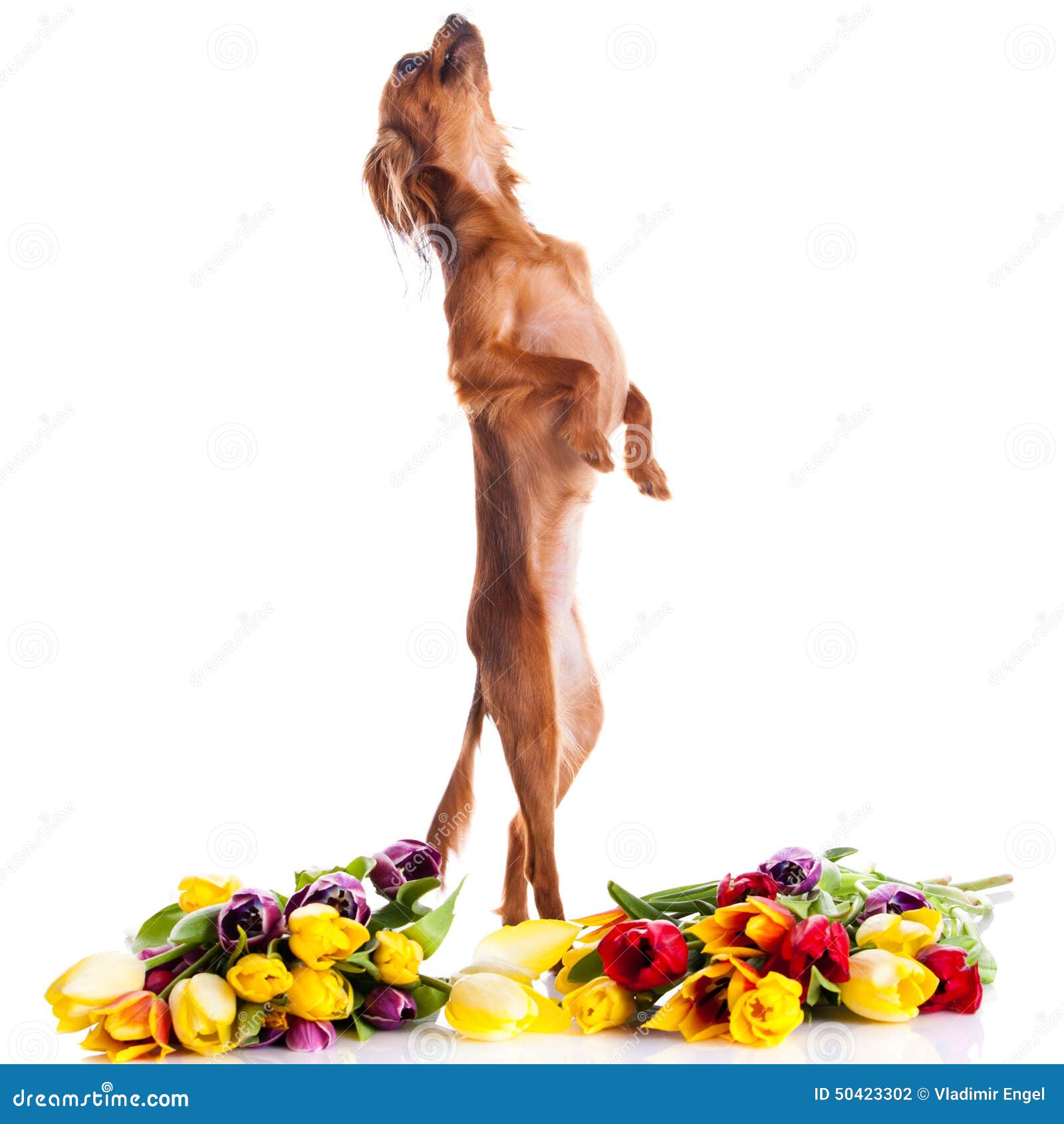 funny dog and fowers  on white background