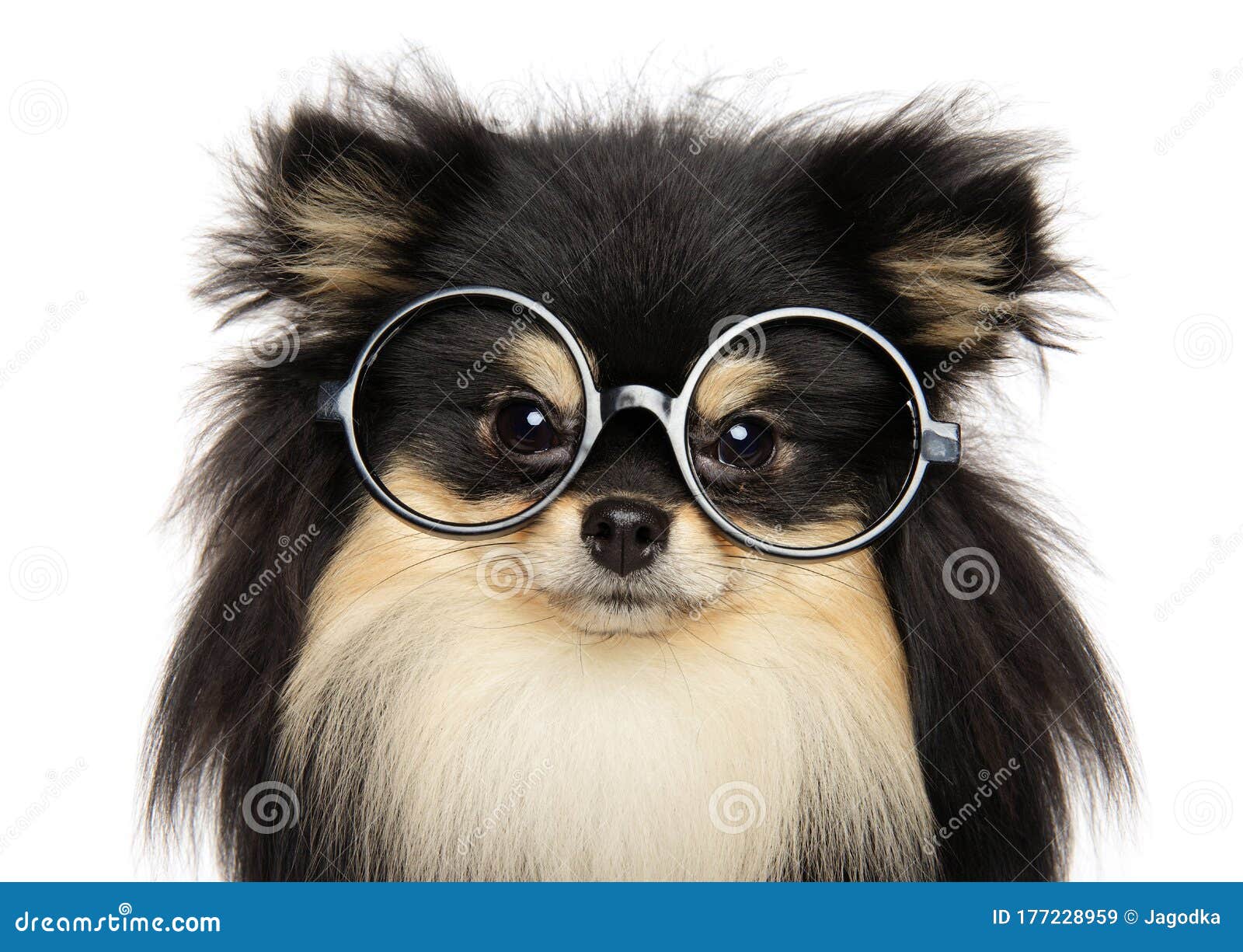 Funny Dog with Glasses on White Background Stock Image - Image of animal, pedigreed: 177228959 Funny Dog with Glasses on White Background Stock Image - Image of animal, pedigreed: 177228959