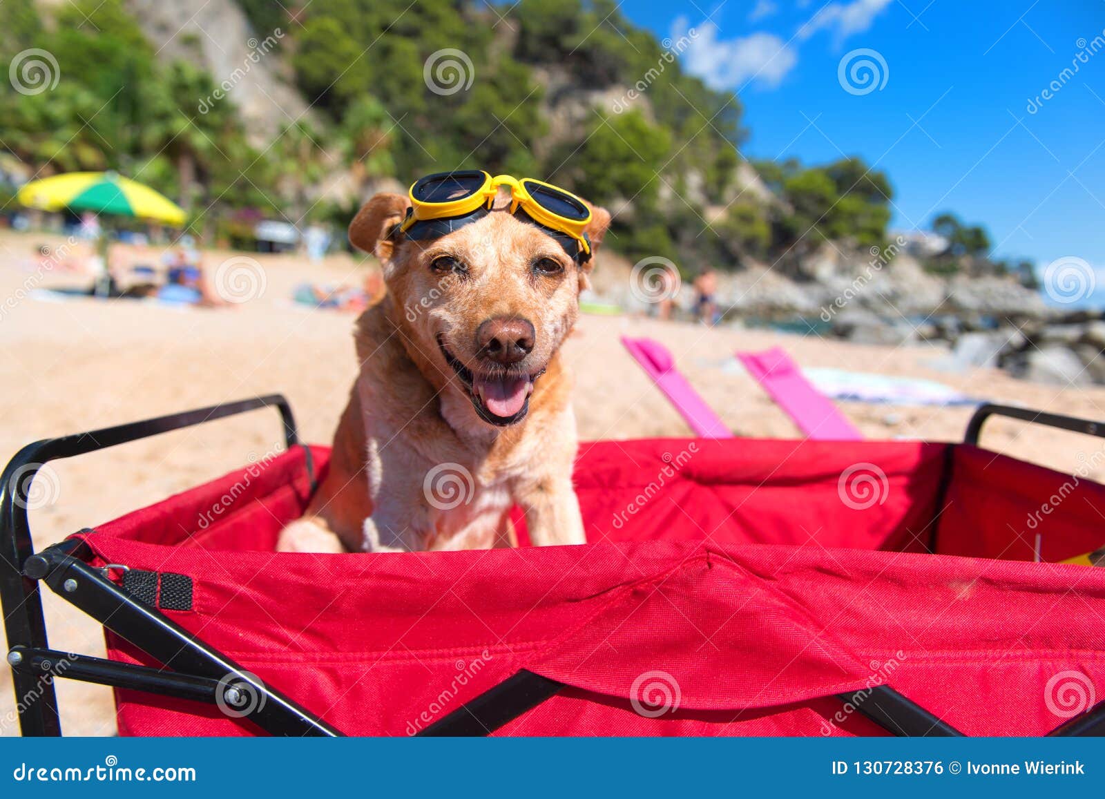Funny Dog with Goggles at Beach Stock Photo Image of holidays, cross