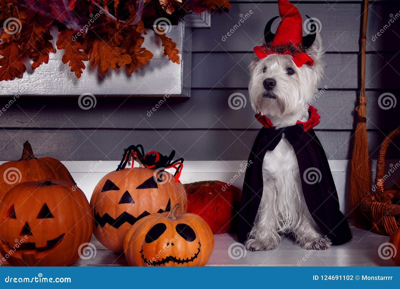 Funny Dog In Halloween Costume And Pumkins Stock Photo Image Of