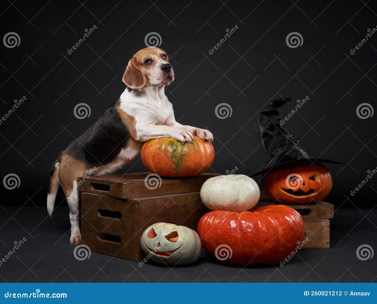 Funny Dog with Halloween Decor. the Beagle Put Its Paws on the ...