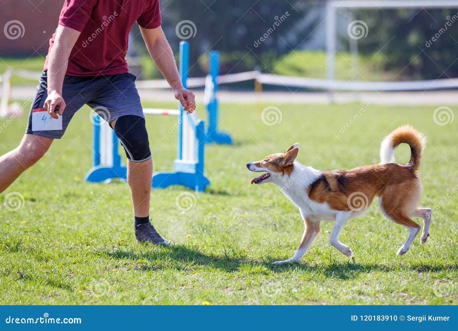 Dog with Handler Running in Agility Competition Editorial Image Image