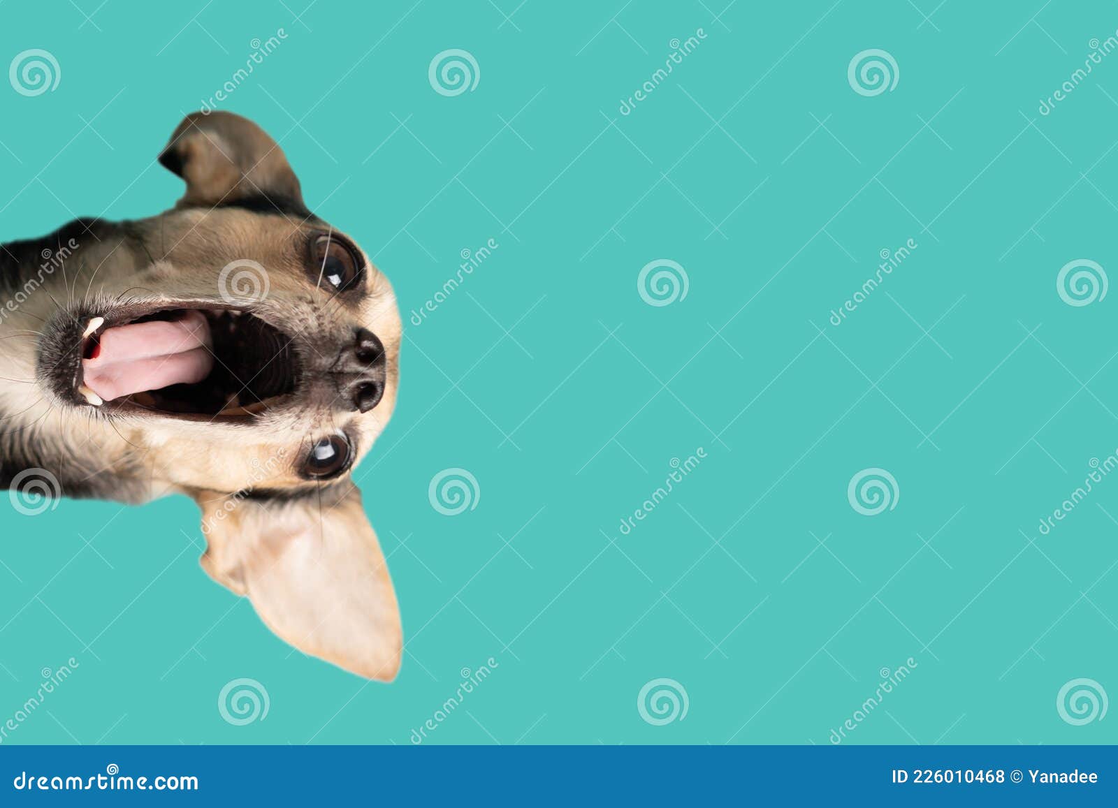 Funny Dog with Happy Face Open Mouthed Screaming, Crazy Scared ...