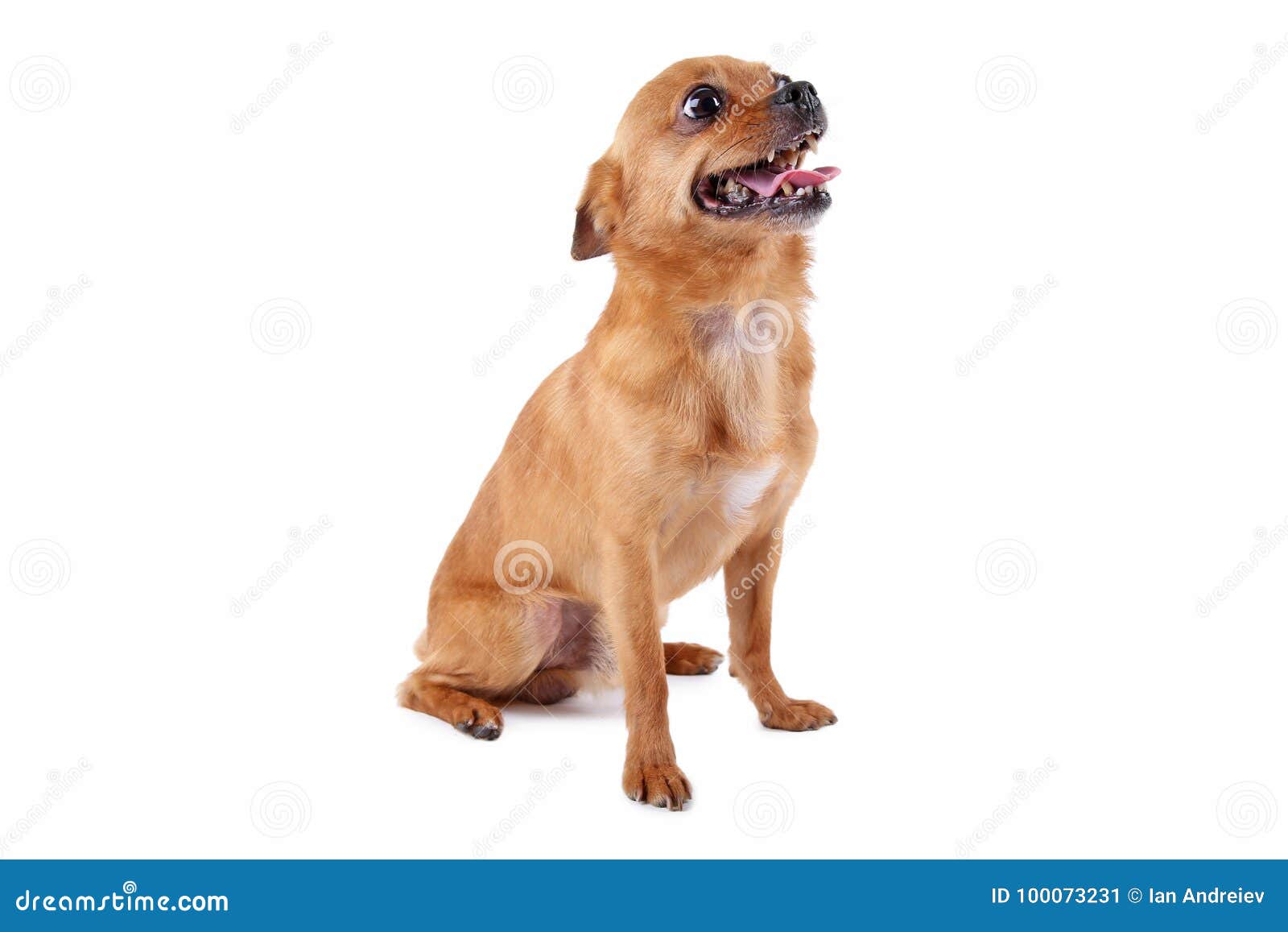 Funny dog stock image. Image of closeup, friend, head 100073231