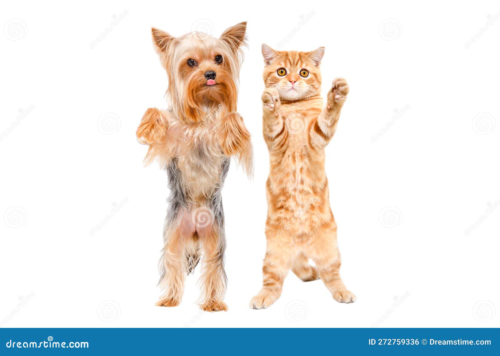 dancing dog and cat