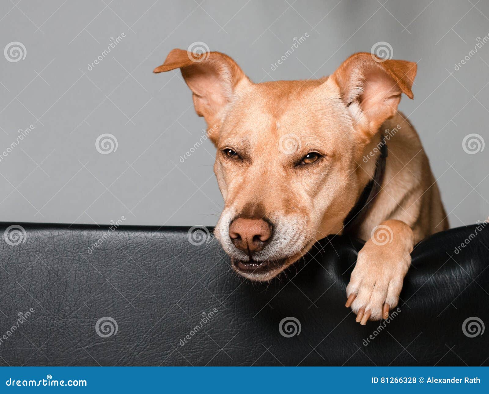 Funny Dog Laying in His Bed Stock Photo Image of animal, happy 81266328