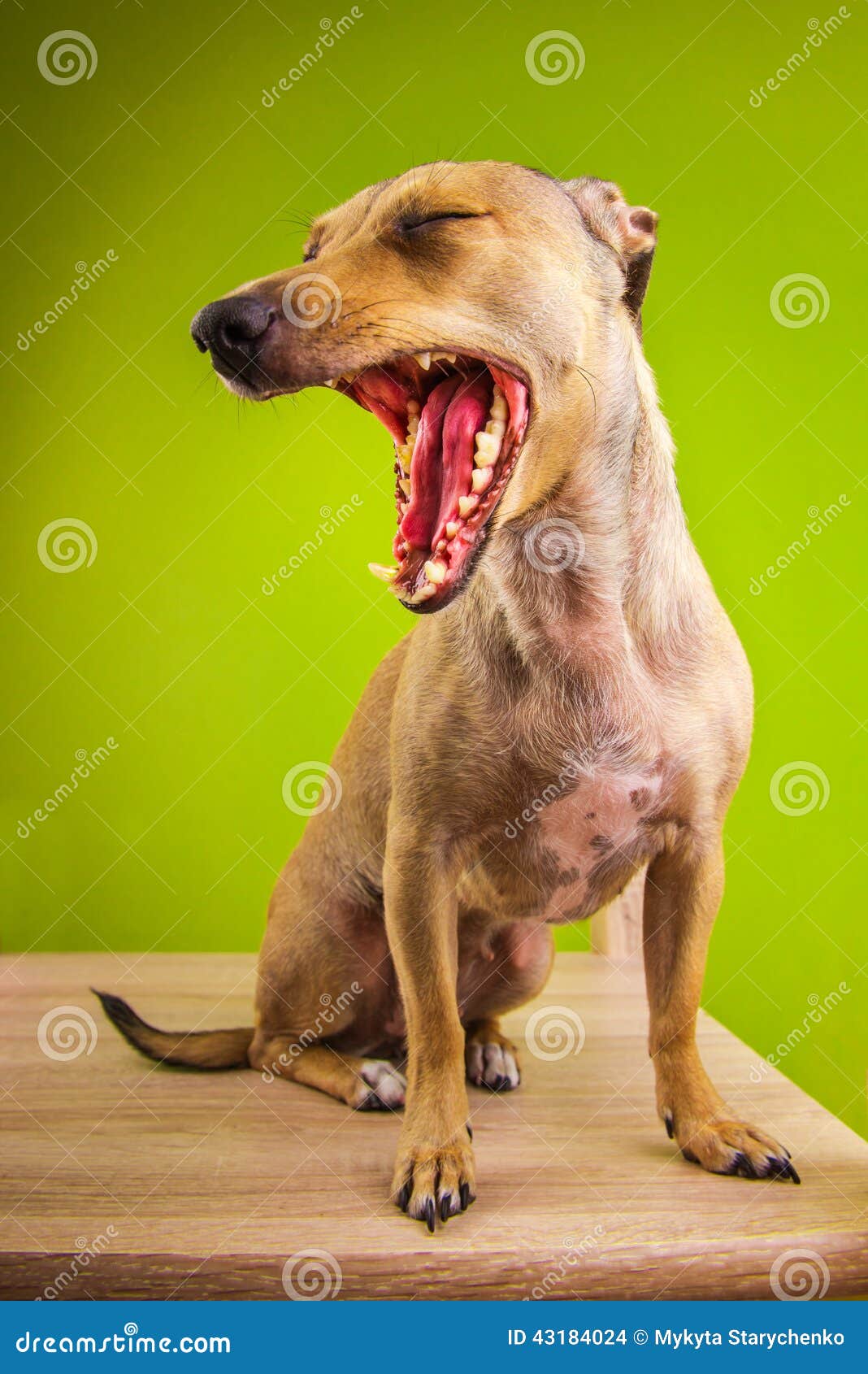 Funny Dog with Open Mouth. Funny Animals Theme Stock Photo Image of