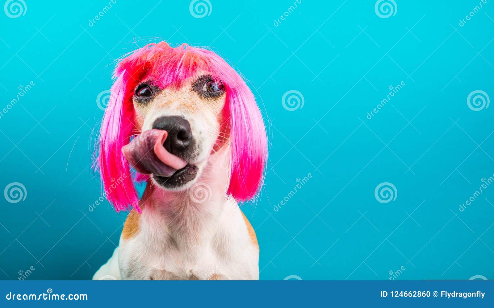 417,337 Funny Dog Stock Photos - Free & Royalty-Free Stock Photos from Dreamstime 417,337 Funny Dog Stock Photos - Free & Royalty-Free Stock Photos from Dreamstime