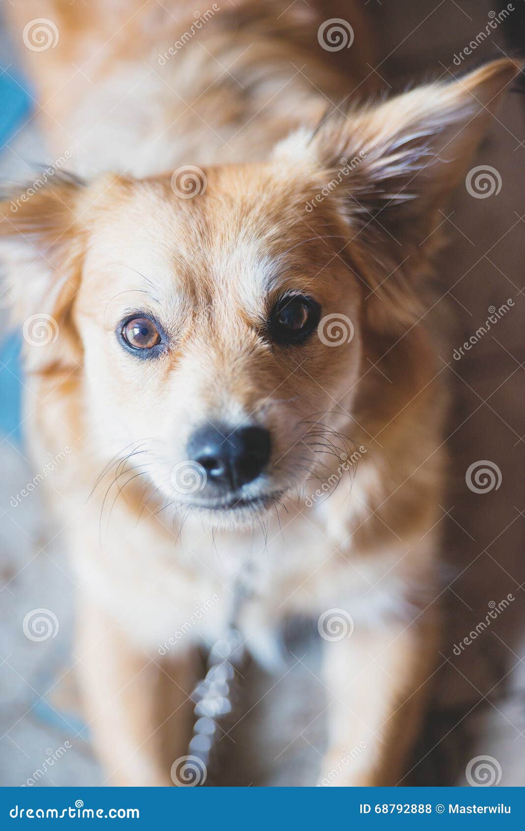 Funny dog portrait stock photo. Image of expression, doggy 68792888