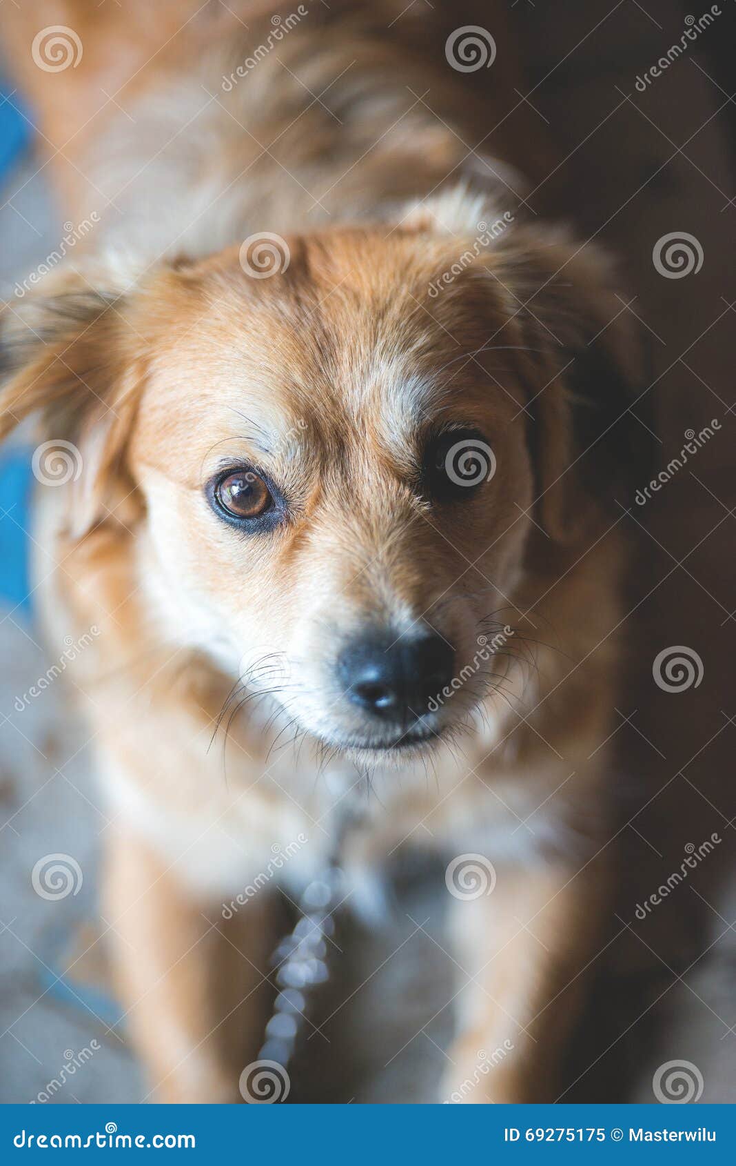 Funny dog portrait stock image. Image of furry, brown 69275175