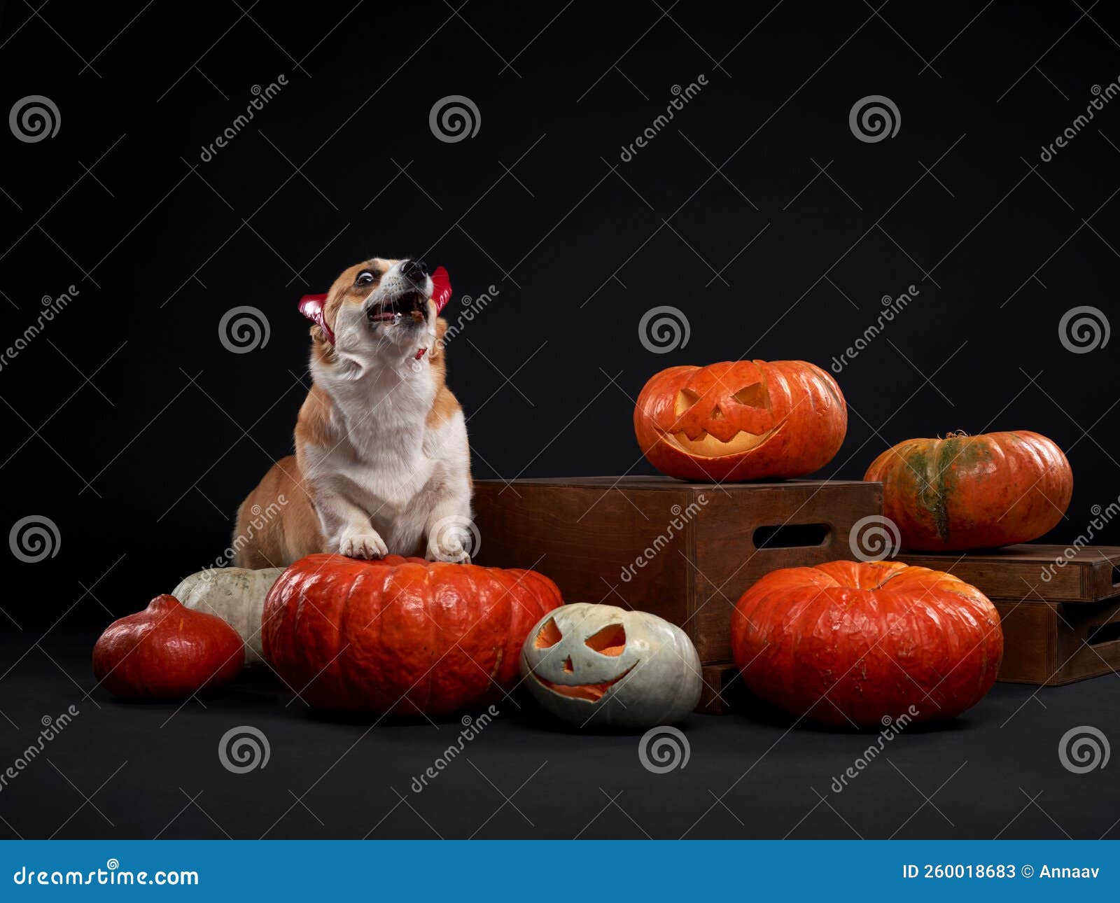 Funny Dog with Pumpkins. Welsh Corgi Pembroke in Red Horns ...