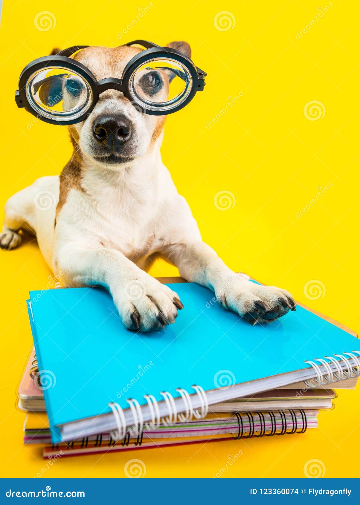 Funny Dog in Round Glasses and Books. Yellow Background. Back To ...