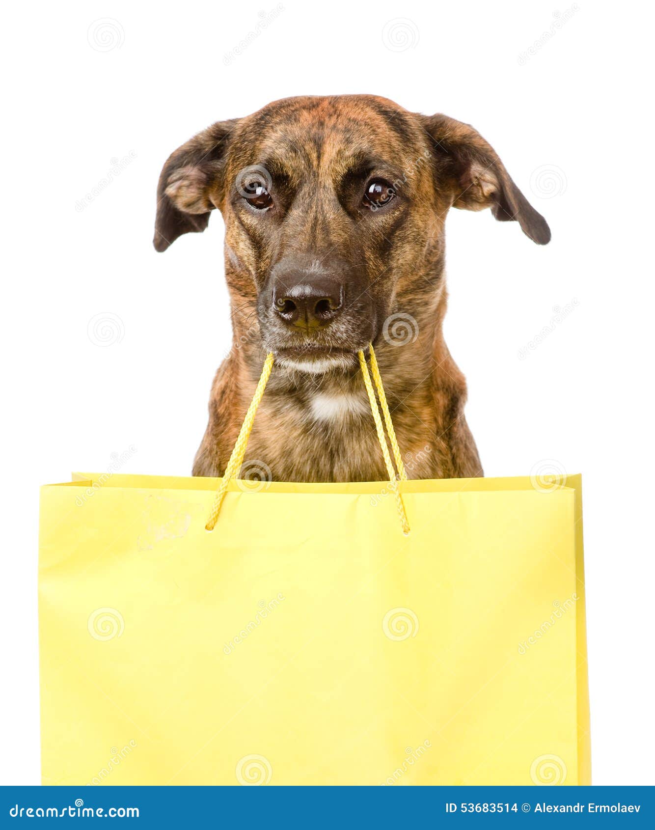 Funny Dog With Shopping Bag. Isolated On White Background Stock Photo