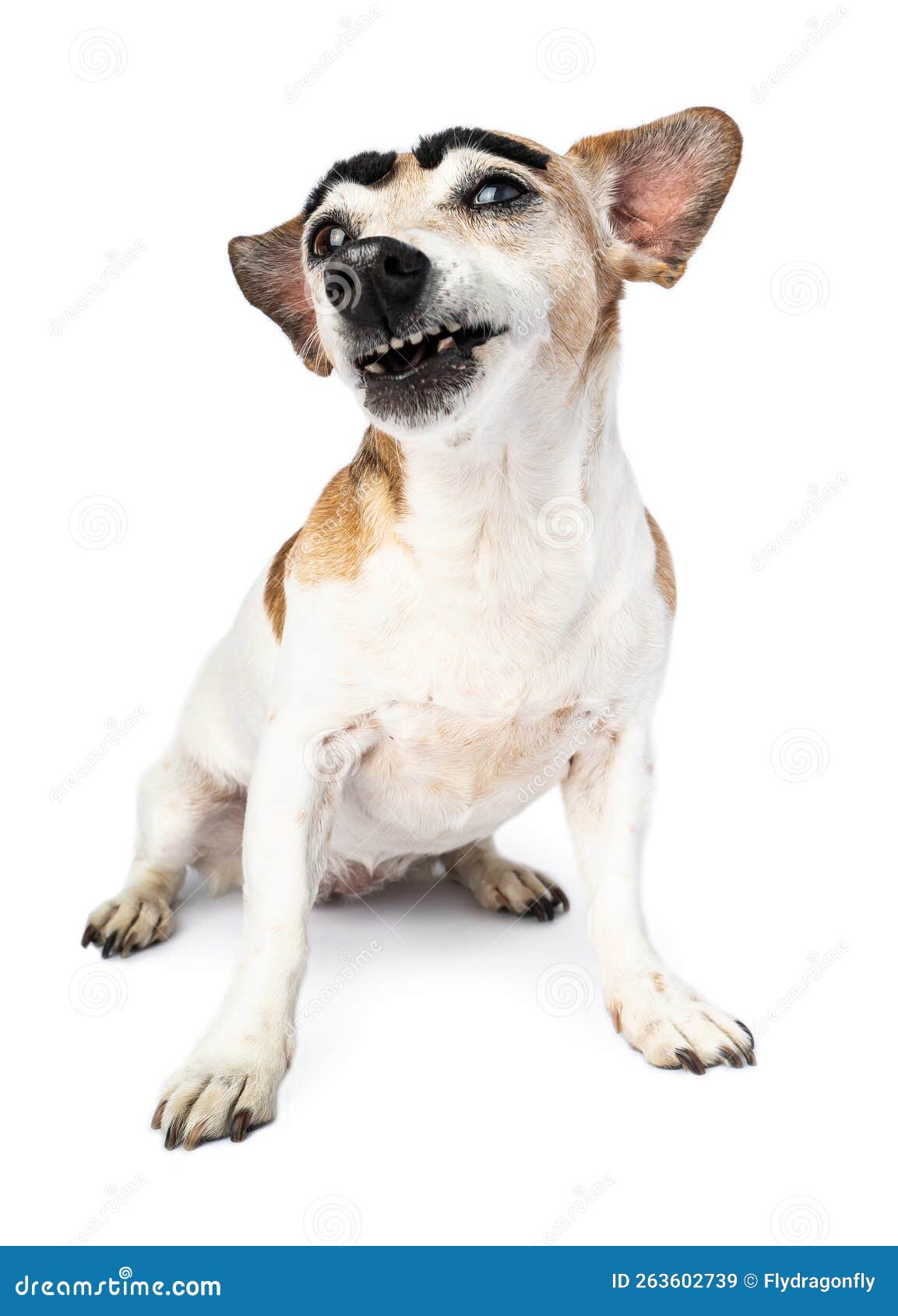Funny Dog Sits Upright on White. Stock Image - Image of crazy