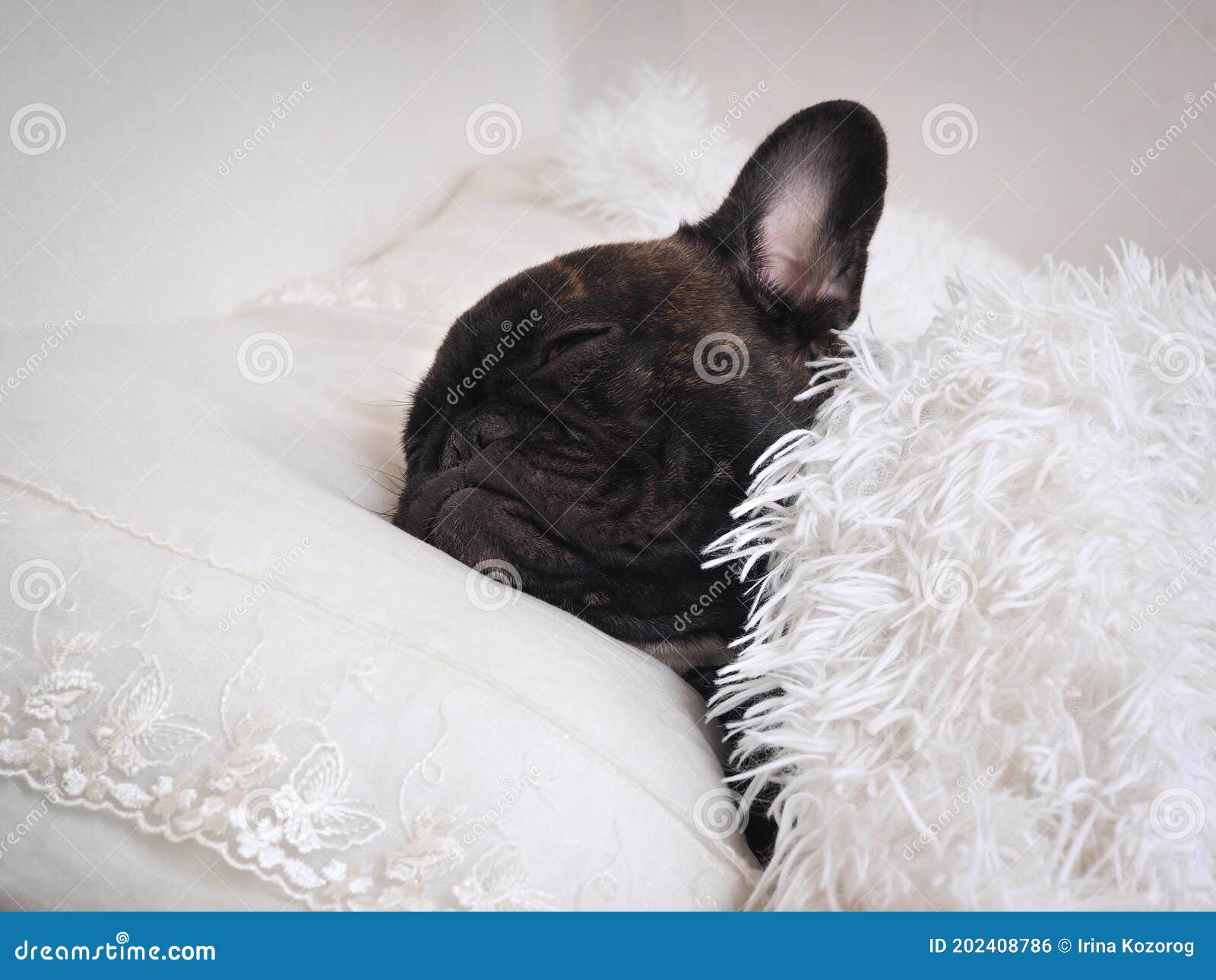 Funny Dog Sleeps on the Bed Under a Fluffy White Blanket Stock Photo