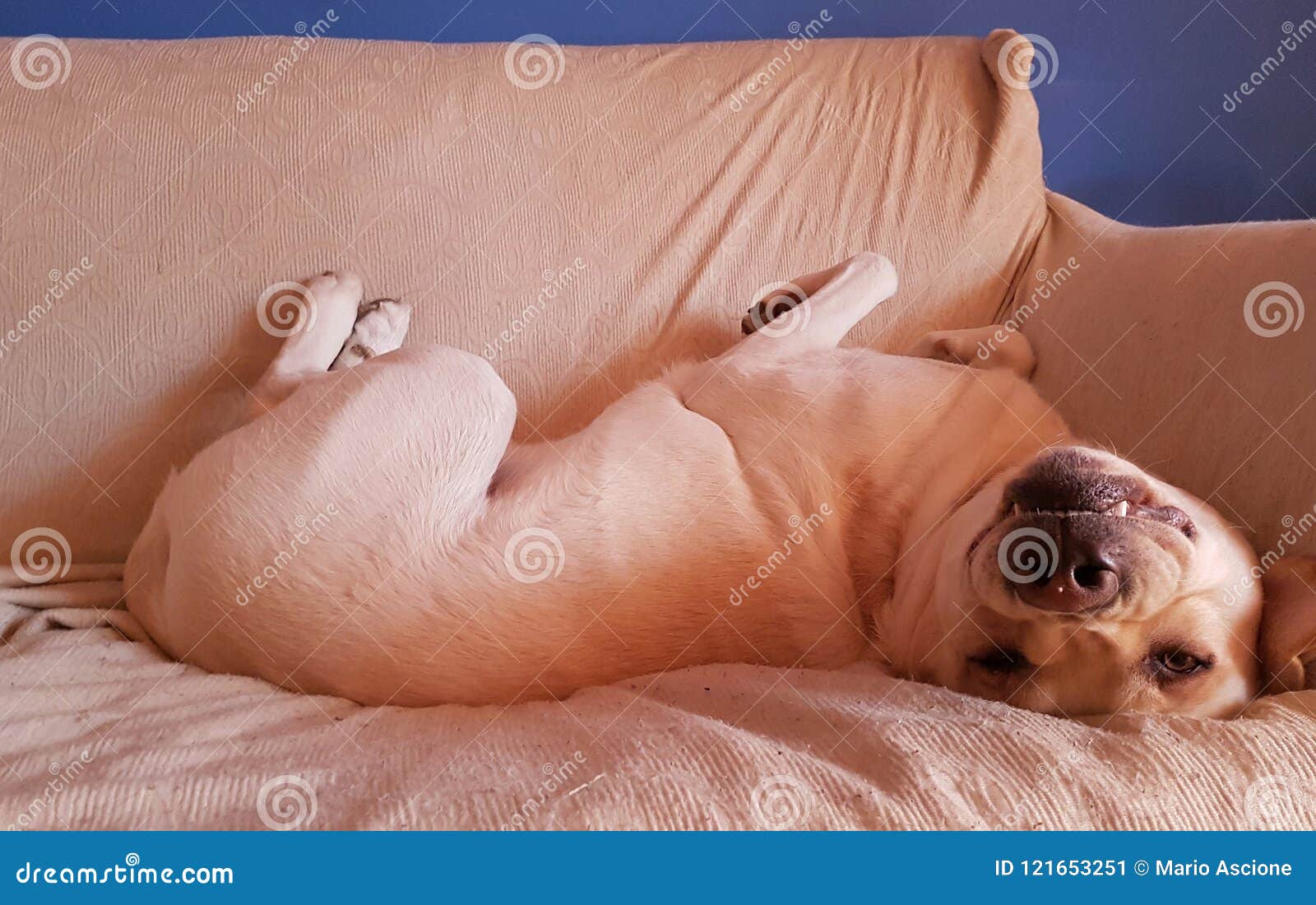 a funny dog on a sofa.