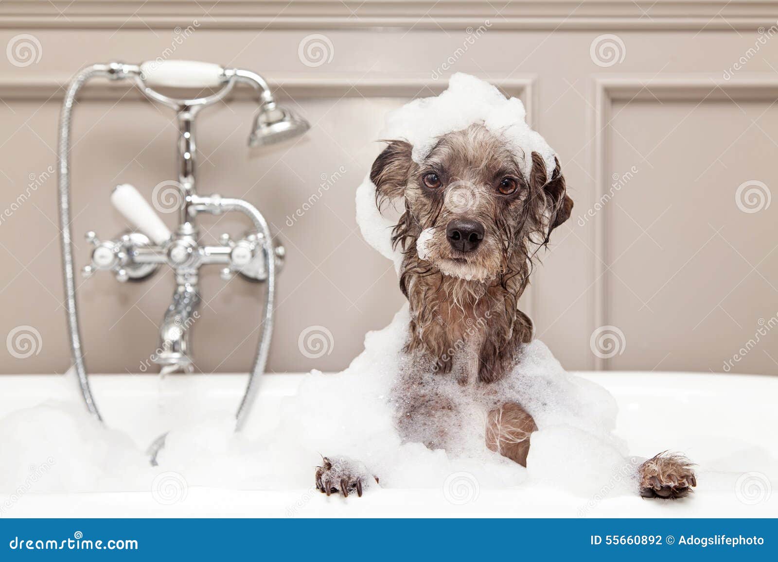 funny dog taking bubble bath