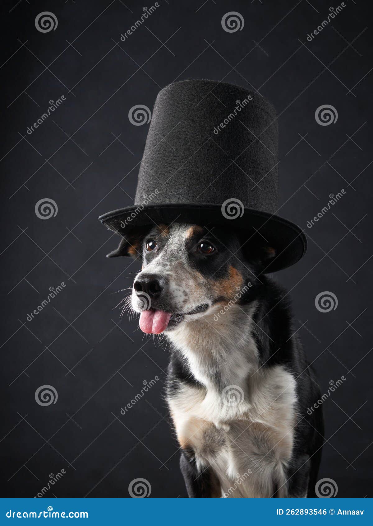 Funny on Dog in Top Hat. Charming Border Collie Stock Photo Image of