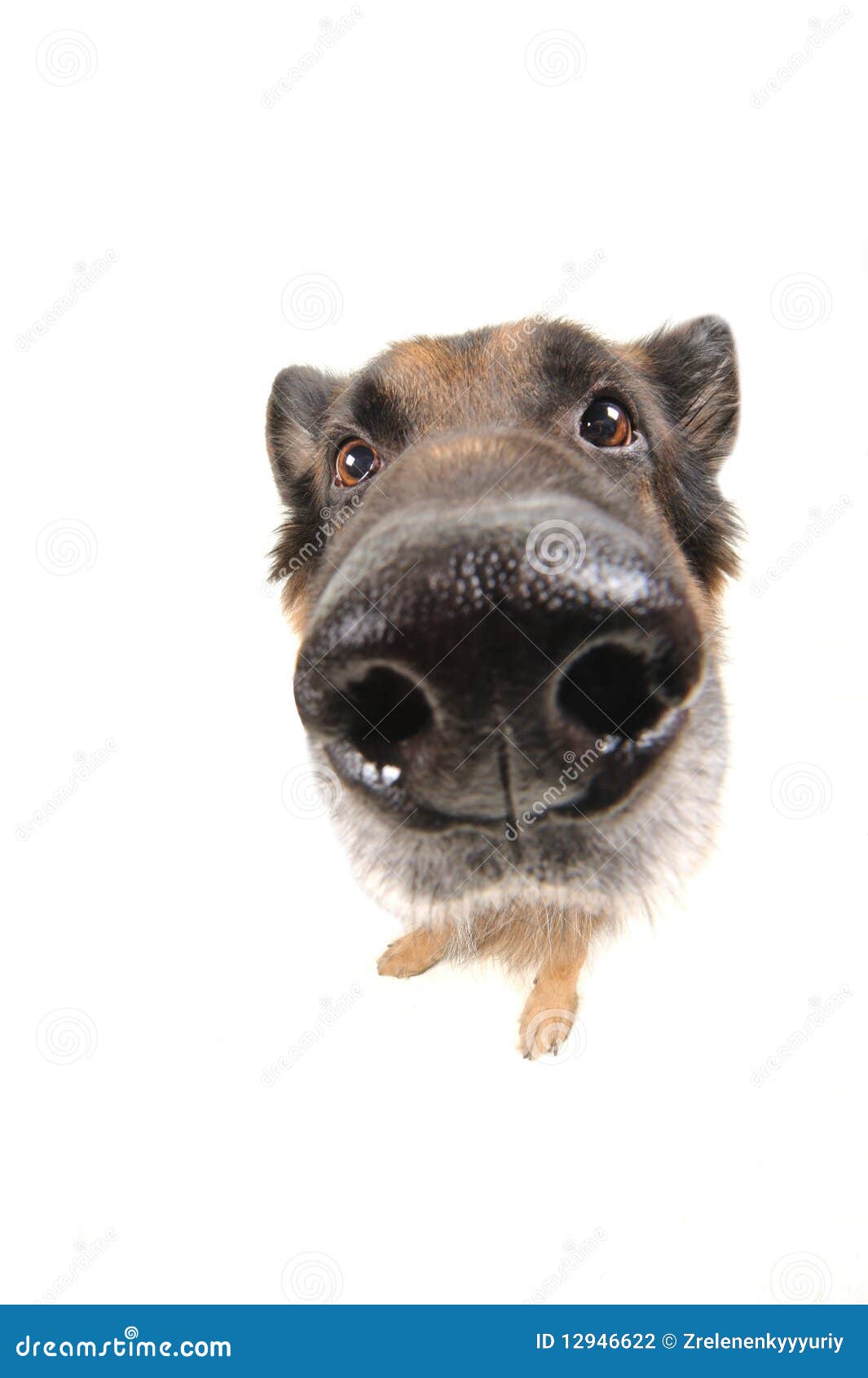 Funny Dog on the White Background Wide Angle Stock Photo Image of