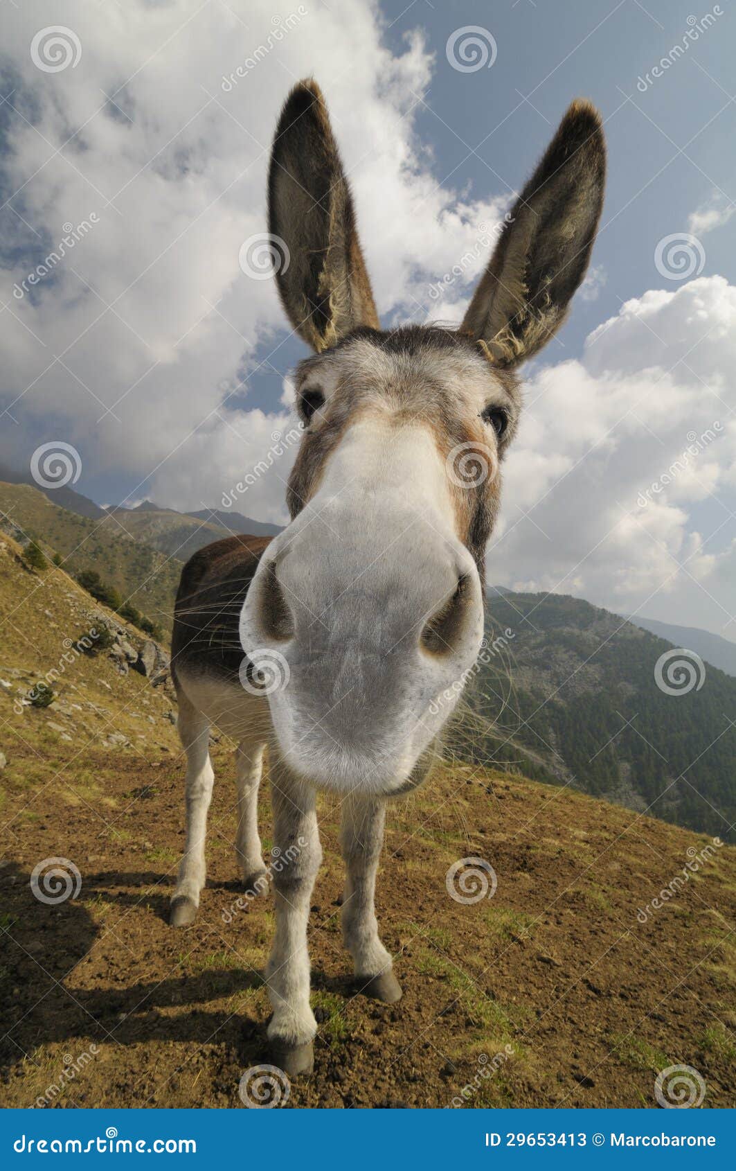 Funny Donkey, Equus africanus asinus. Front view of a donkey, Equus africanus asinus.