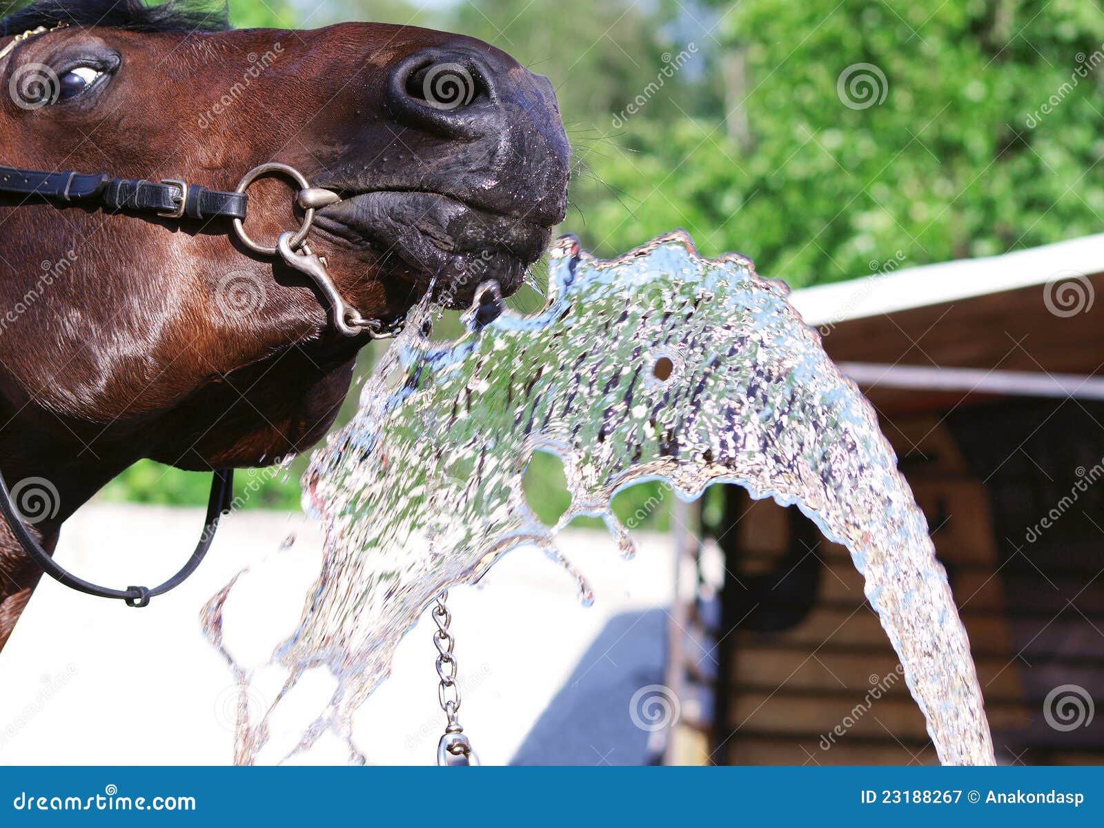4,224 Funny Animal Drinking Stock Photos - Free & Royalty-Free Stock Photos from Dreamstime 4,224 Funny Animal Drinking Stock Photos - Free & Royalty-Free Stock Photos from Dreamstime