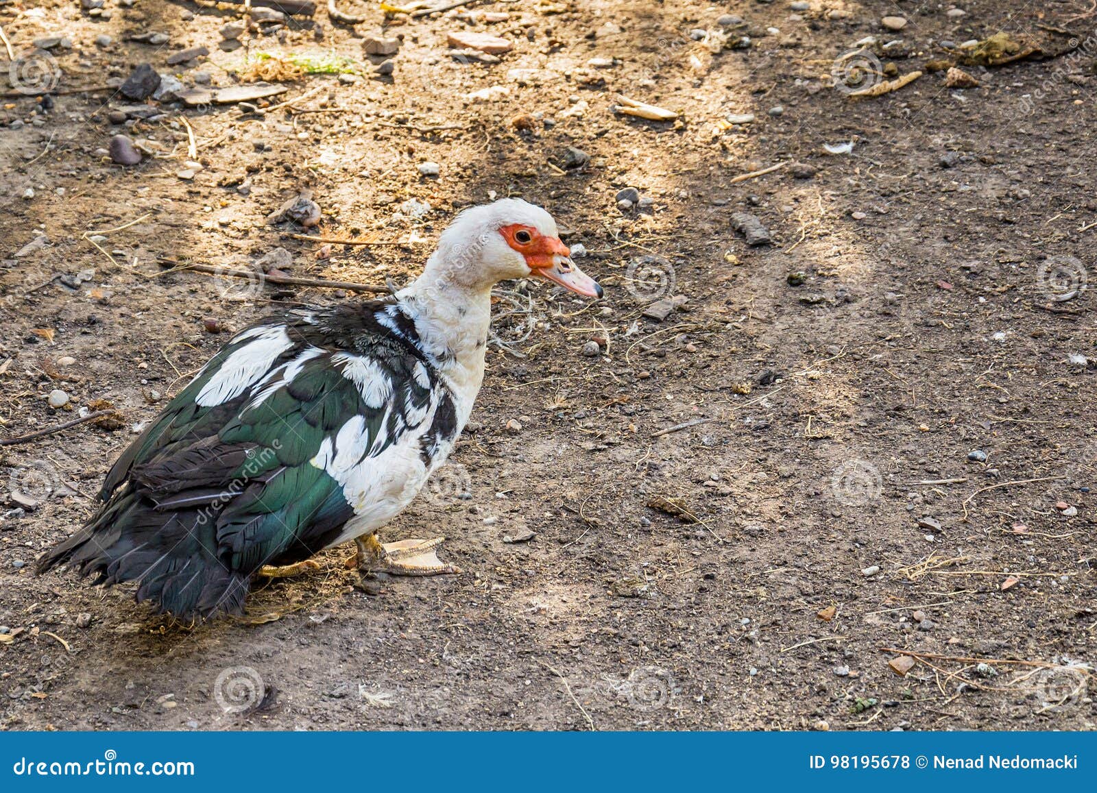 Funny Duck stock photo. Image of feather, foreground 98195678