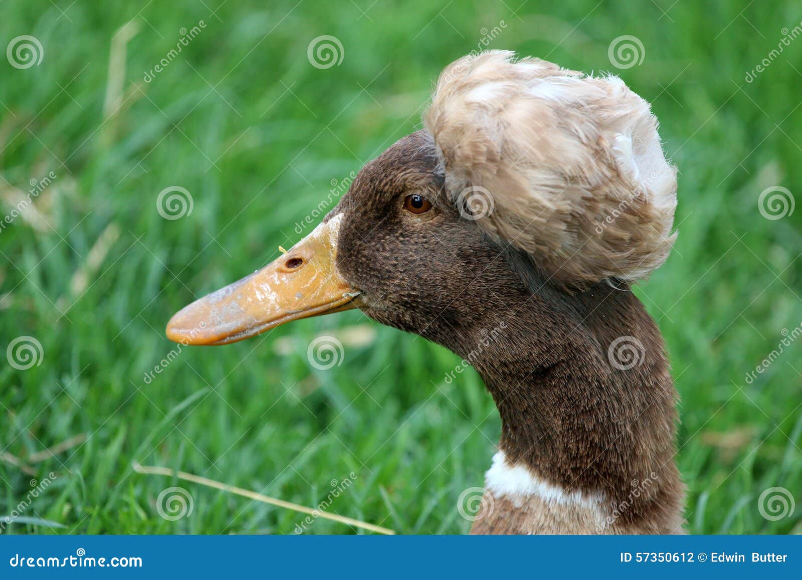 Funny duck stock photo. Image of funny, muscovy, duck 57350612