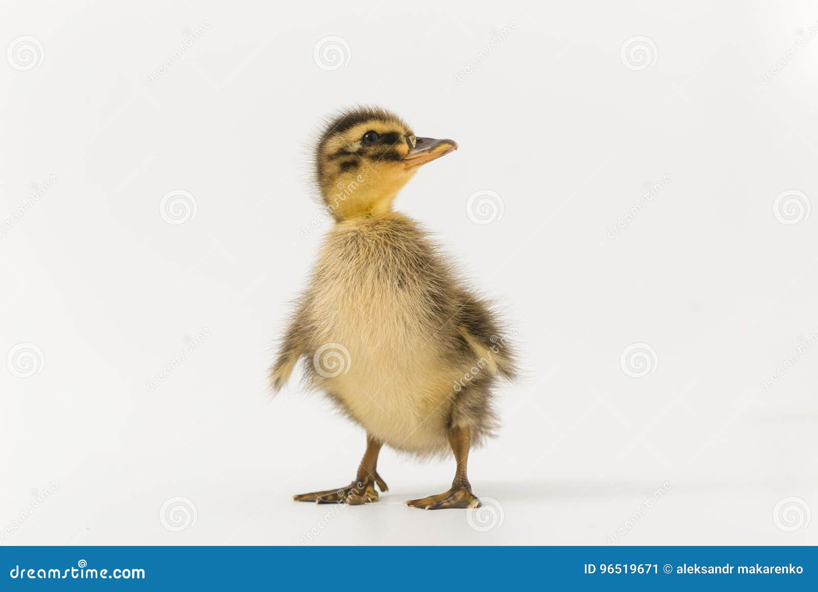 funny duckling of a wild duck on a white background