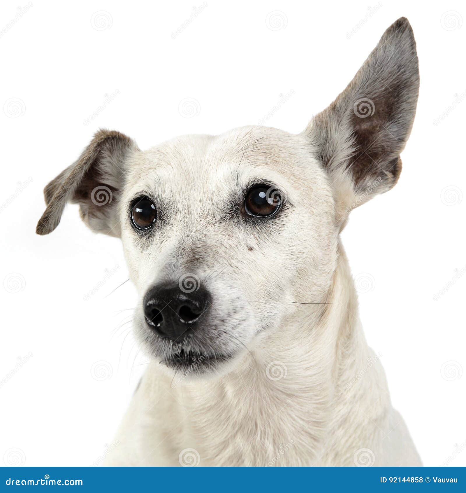 Funny Ears Mixed Breed Dog Portrait in White Studio Stock Photo Image