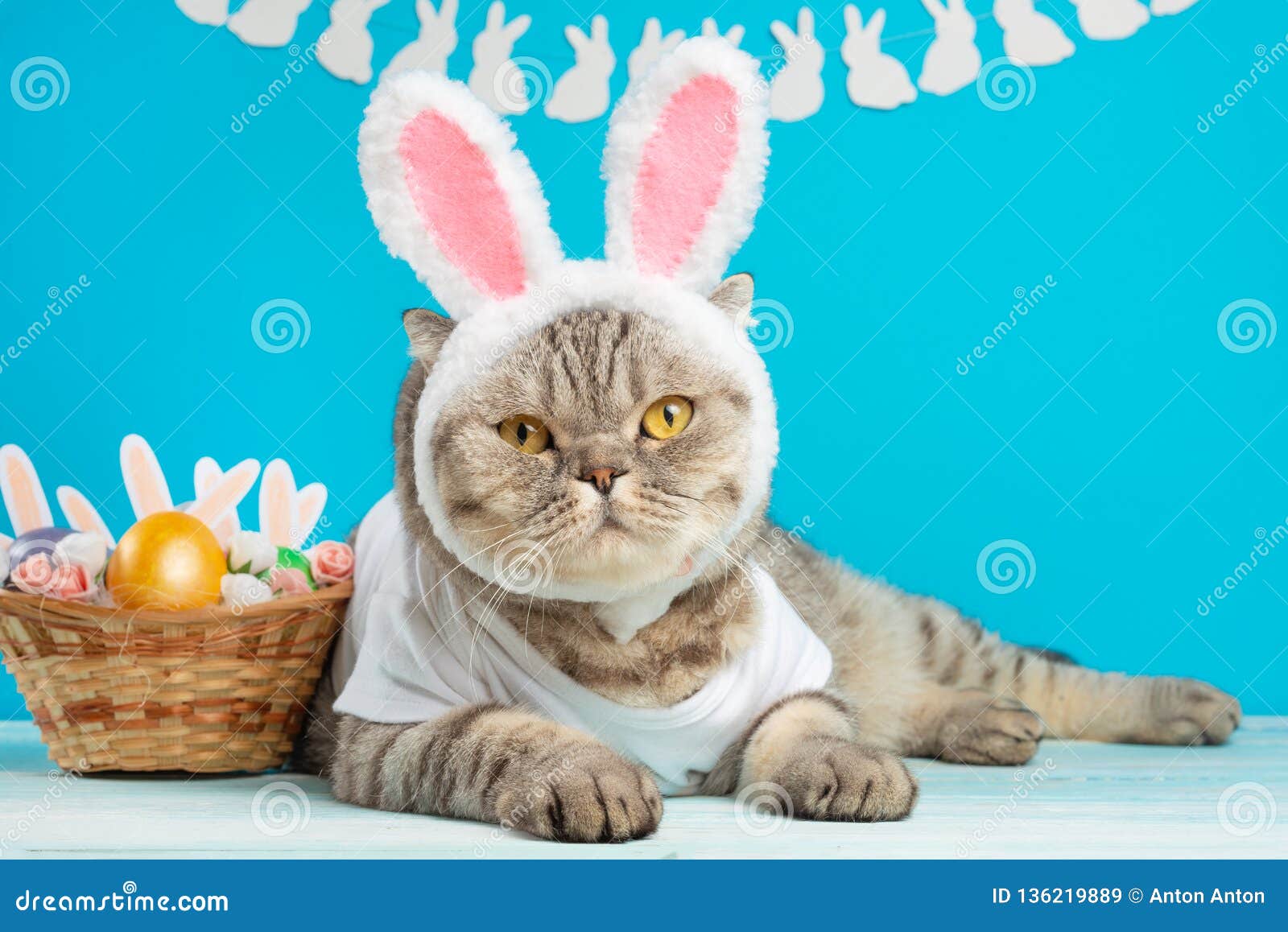 cat dressed as easter bunny