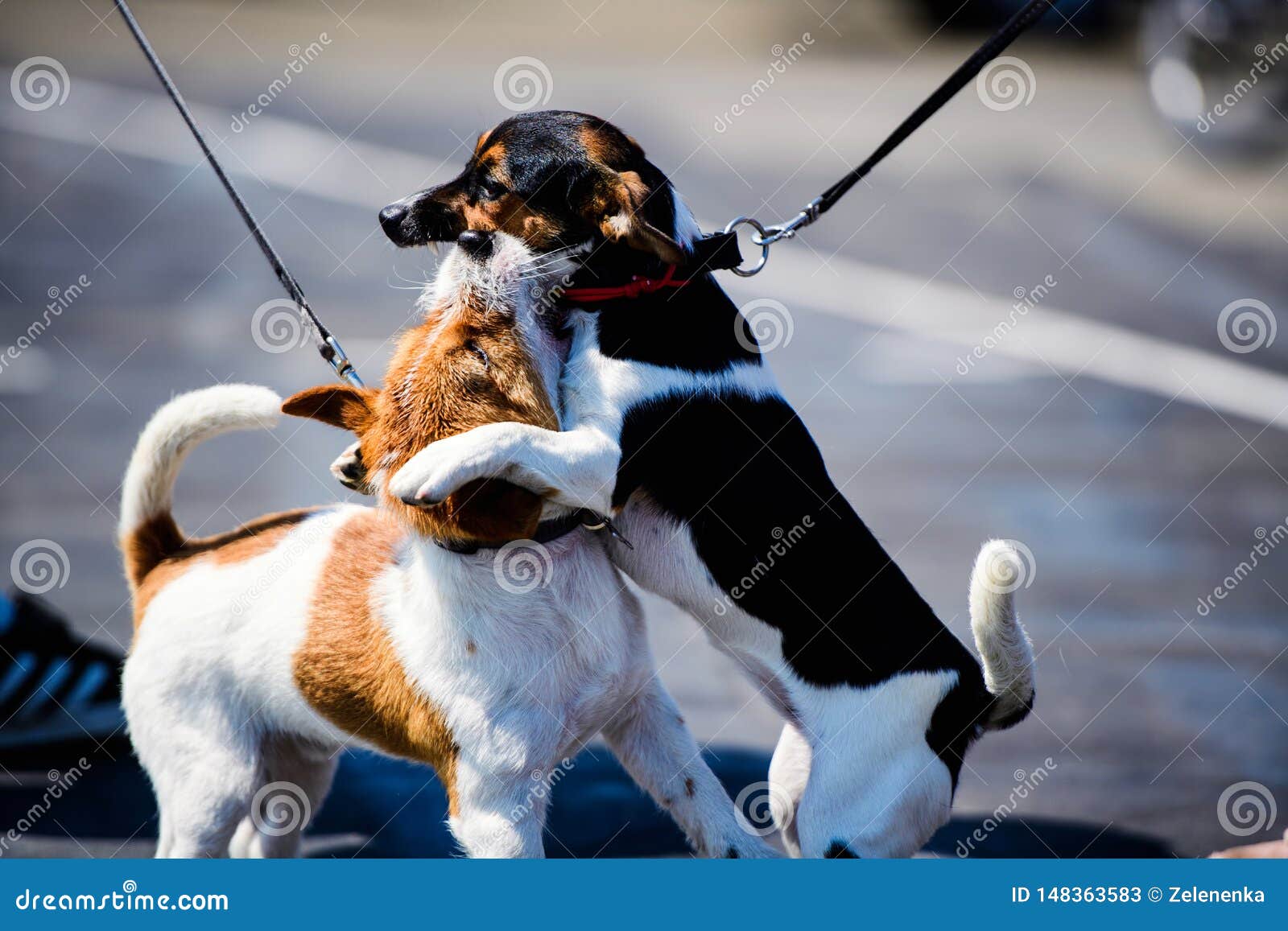 Funny Emotional Dogs Playing on a Walk Stock Image Image of puppy