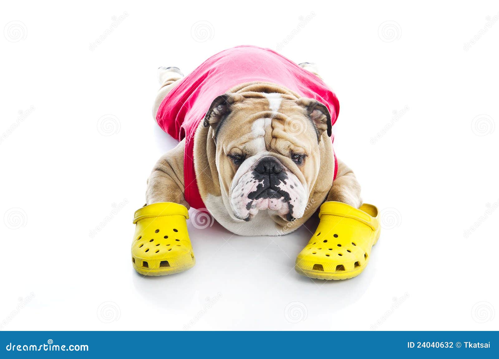 crocs dog