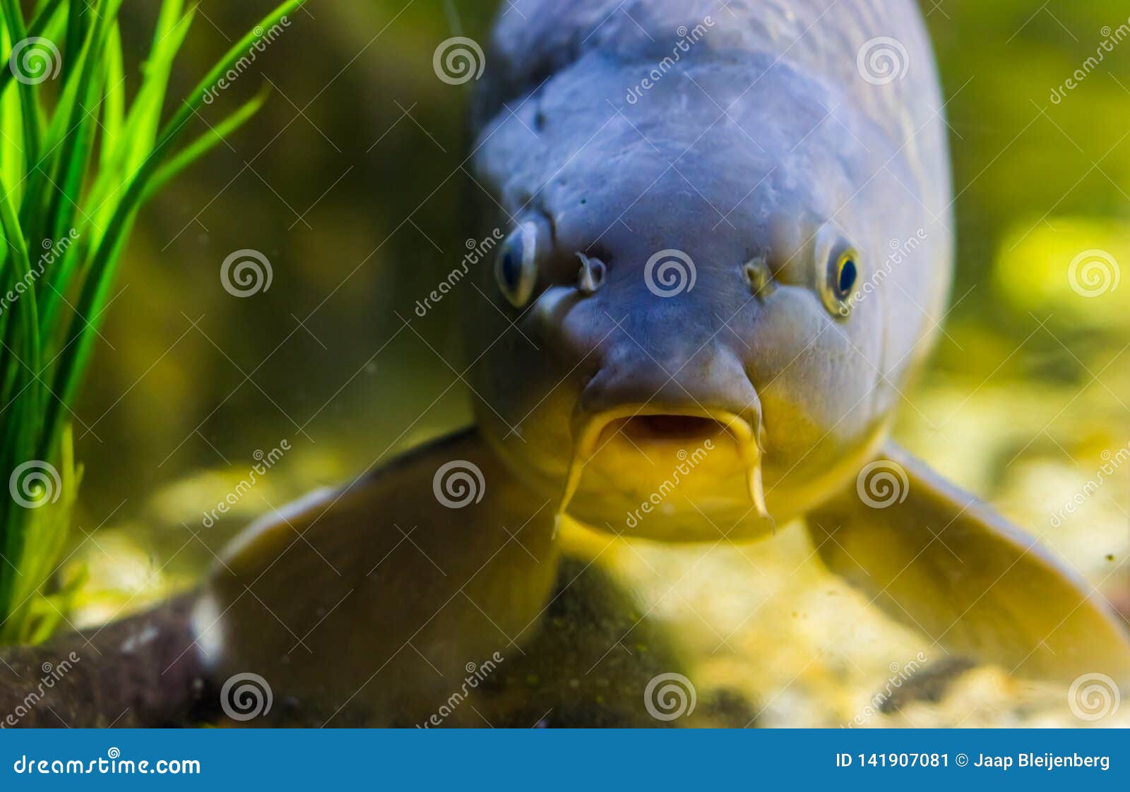 funny fish face