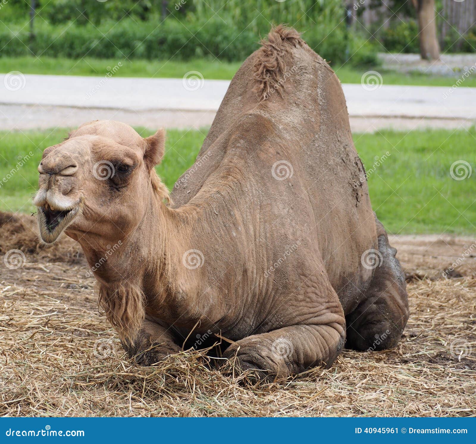 A funny face camel. stock image. Image of brown, camel - 40945961