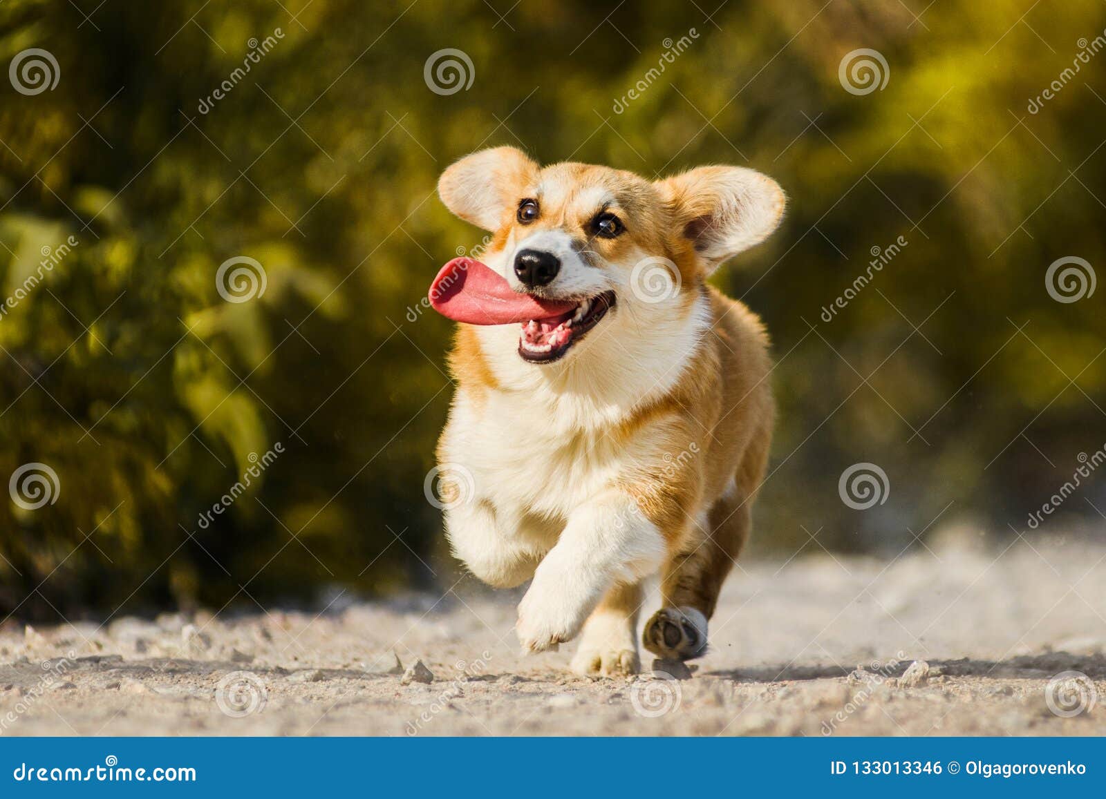 Funny Face Welsh Corgi Pembroke Running with Tongue Out Stock Photo ...