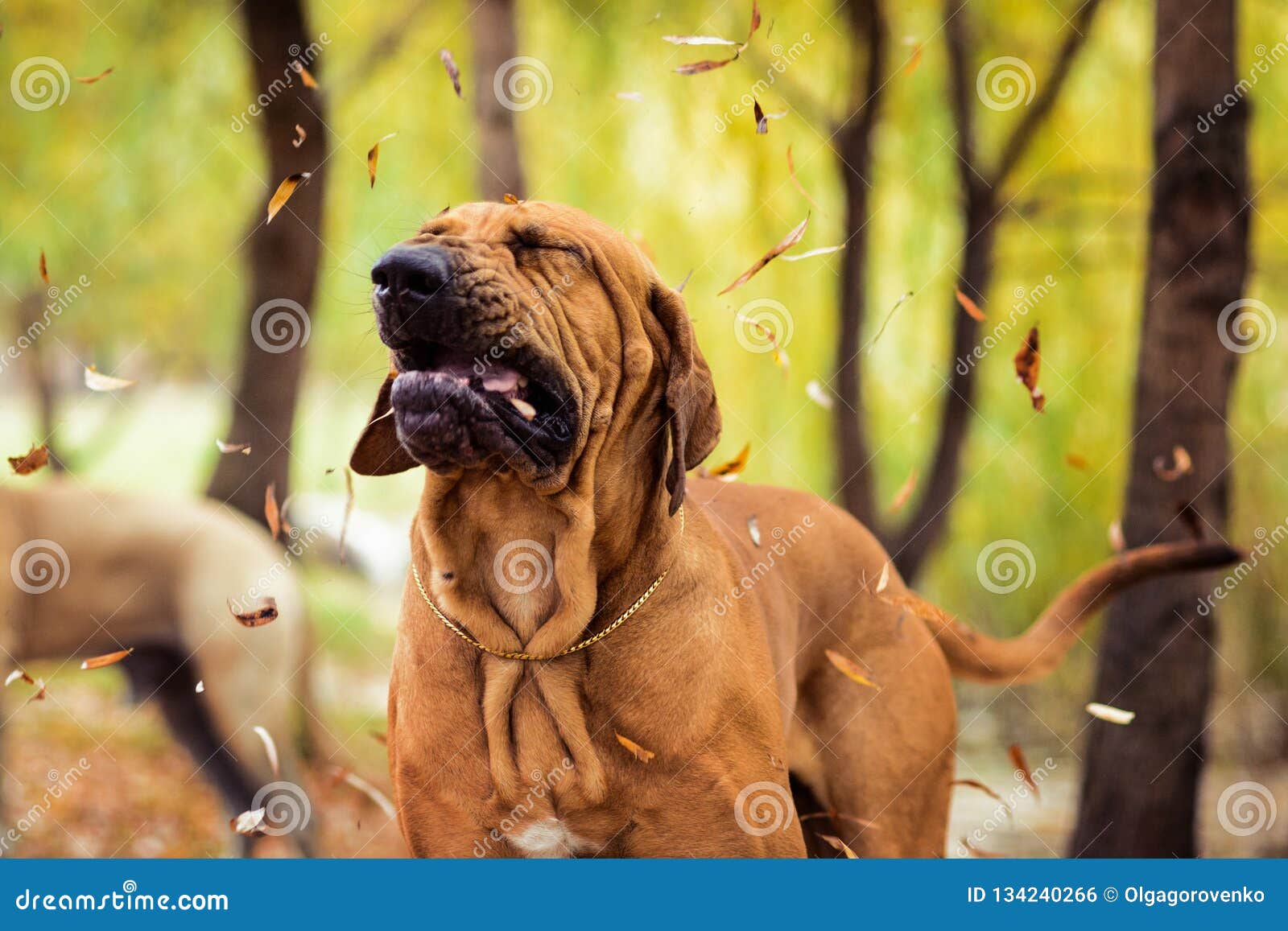 funny face wrinkled fila brasileiro making face