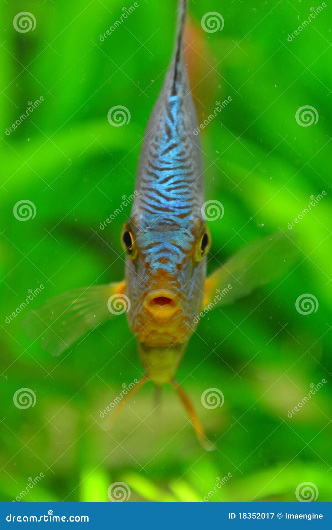 Funny fish face stock image. Image of american,  - 18352017