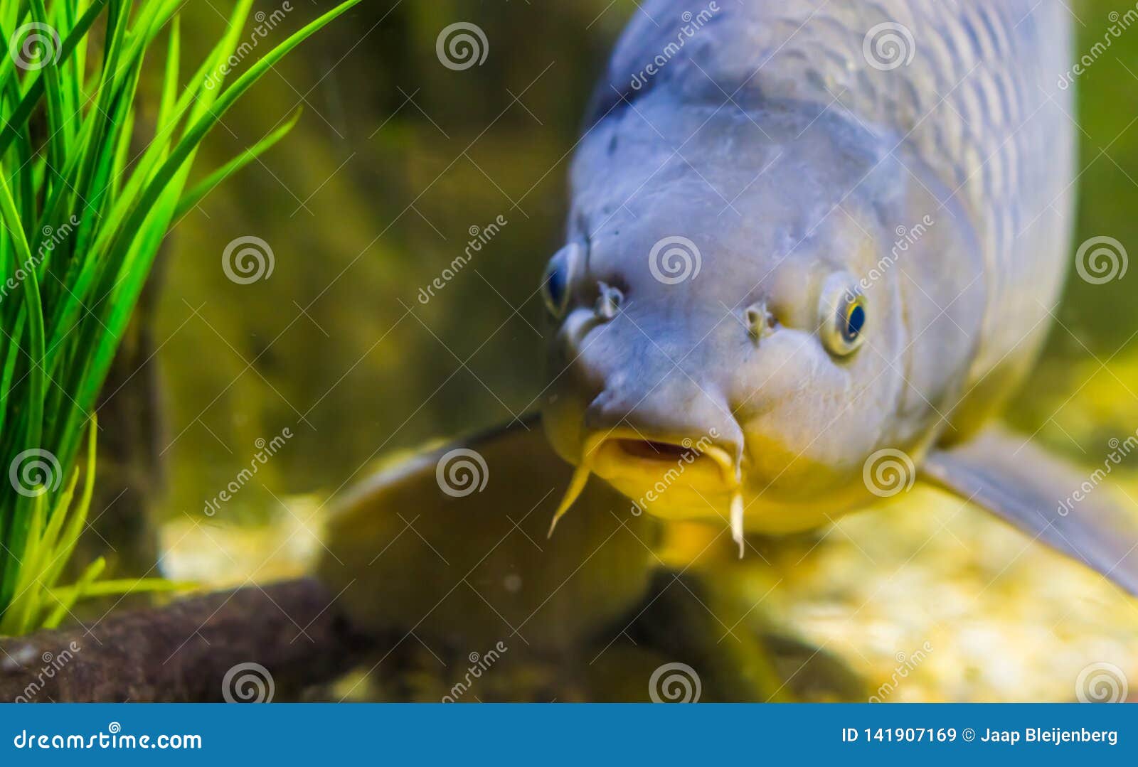 Funny Fish Face in Closeup, European Carp, Popular Fish from Europe Stock  Image - Image of carp, cyprinidae: 141907169