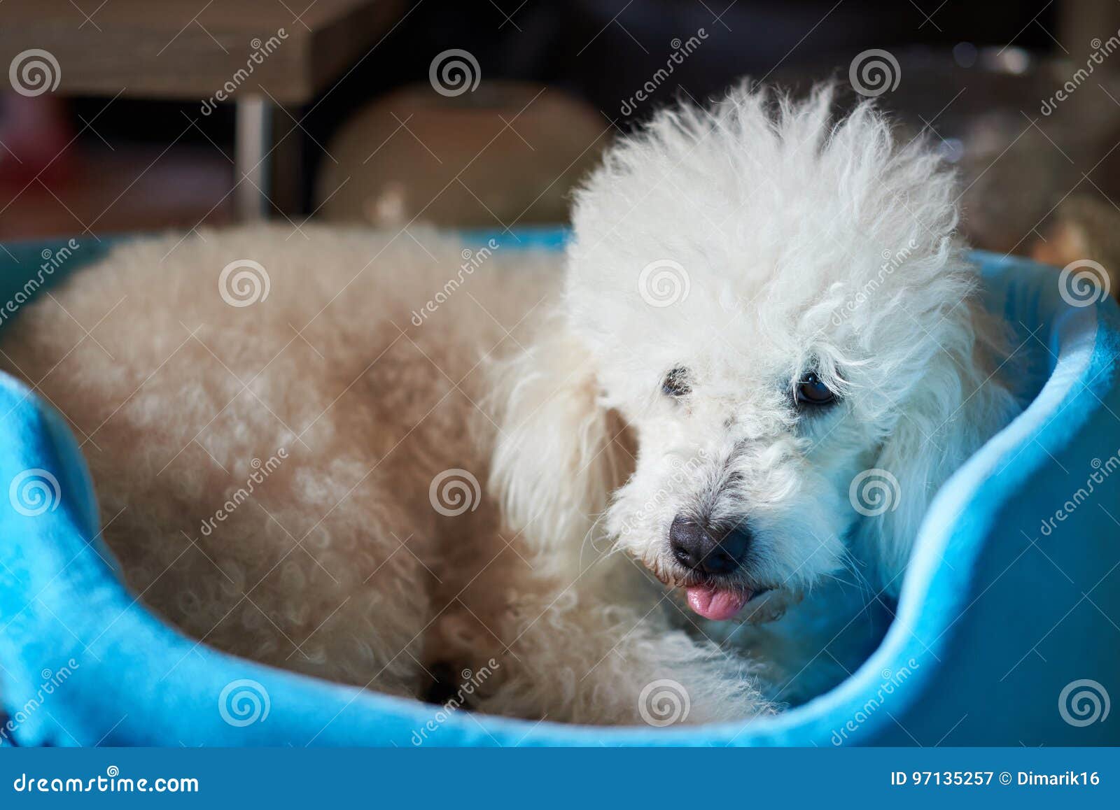 fluffy white poodle