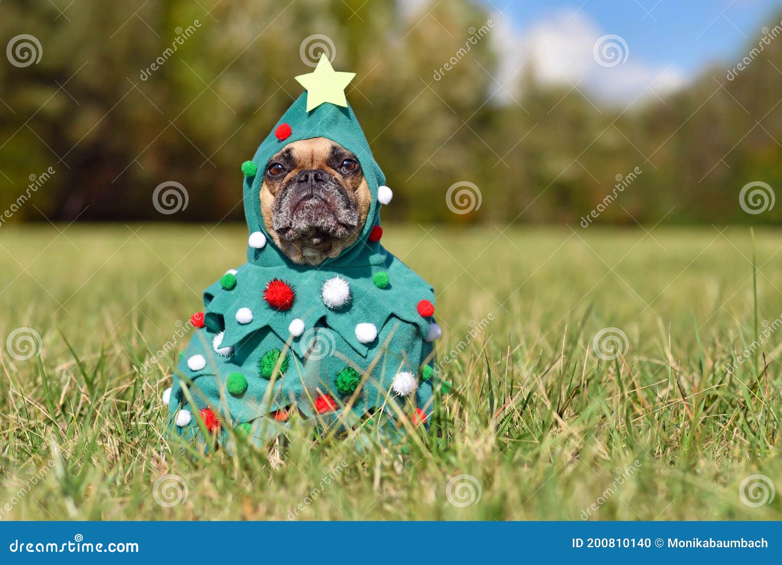 french bulldog dog wearing funny christmas tree costume with baubles and stars sitting on grass